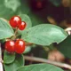 Lonicera xylosteum