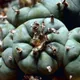 Peyote