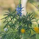 Blue lupin
