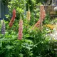 Bigleaf Lupine
