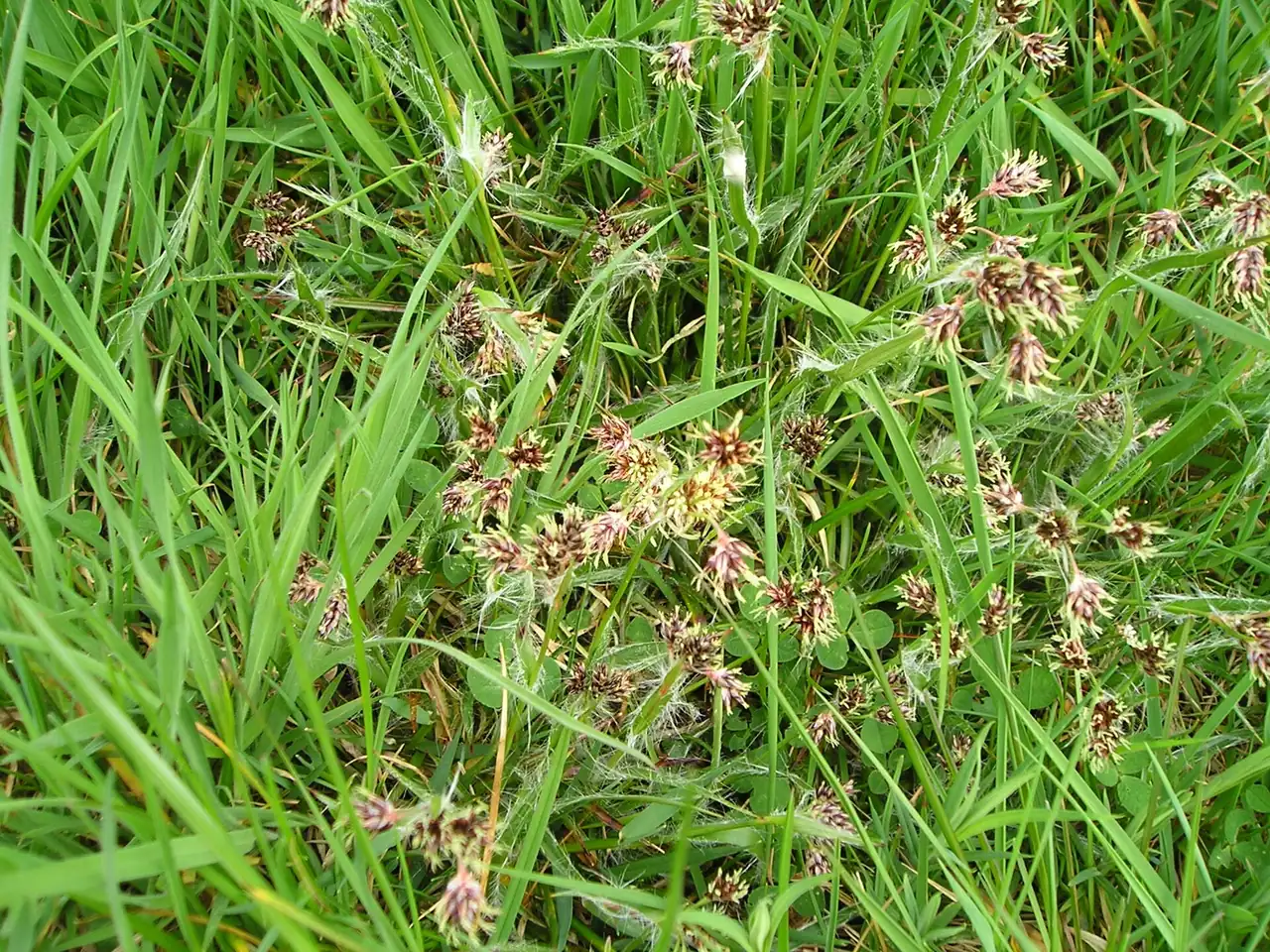 Luzula campestris