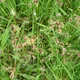 Luzula campestris