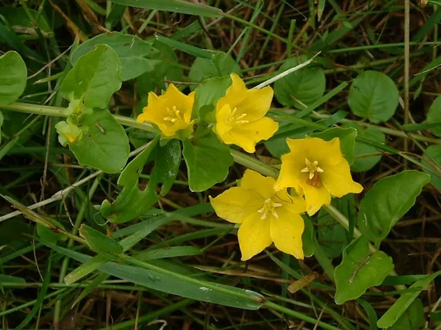 Creeping jenny