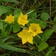 Creeping jenny