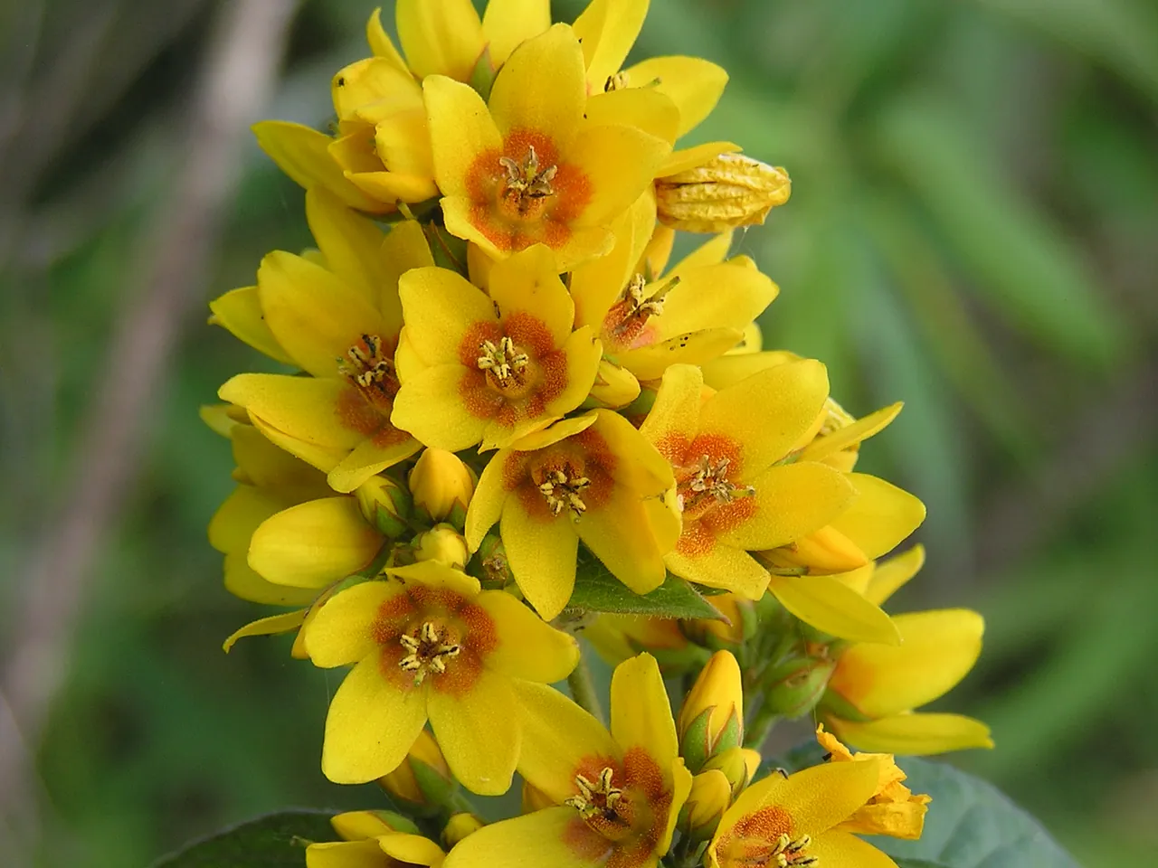 Yellow Loosestrife