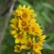 Yellow Loosestrife