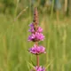 Loosestrife