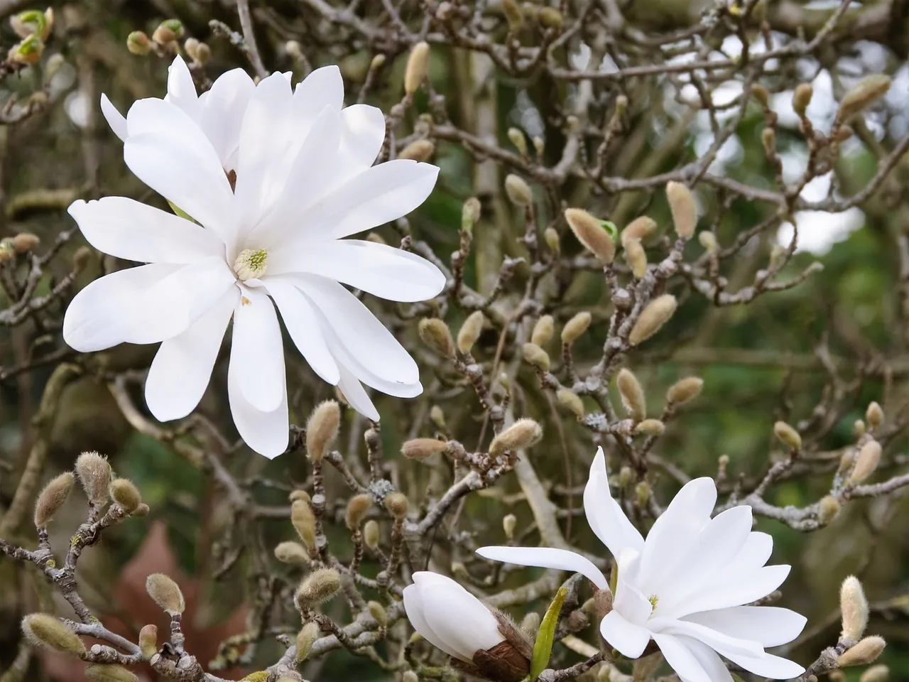 Star magnolia