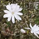 Star magnolia