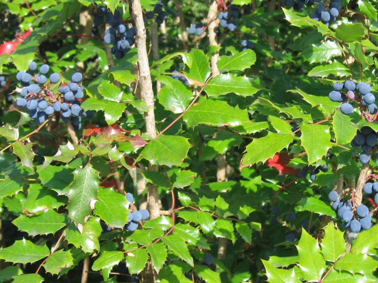 Berberis aquifolium