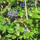 Berberis aquifolium