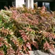 Mahonia japonica