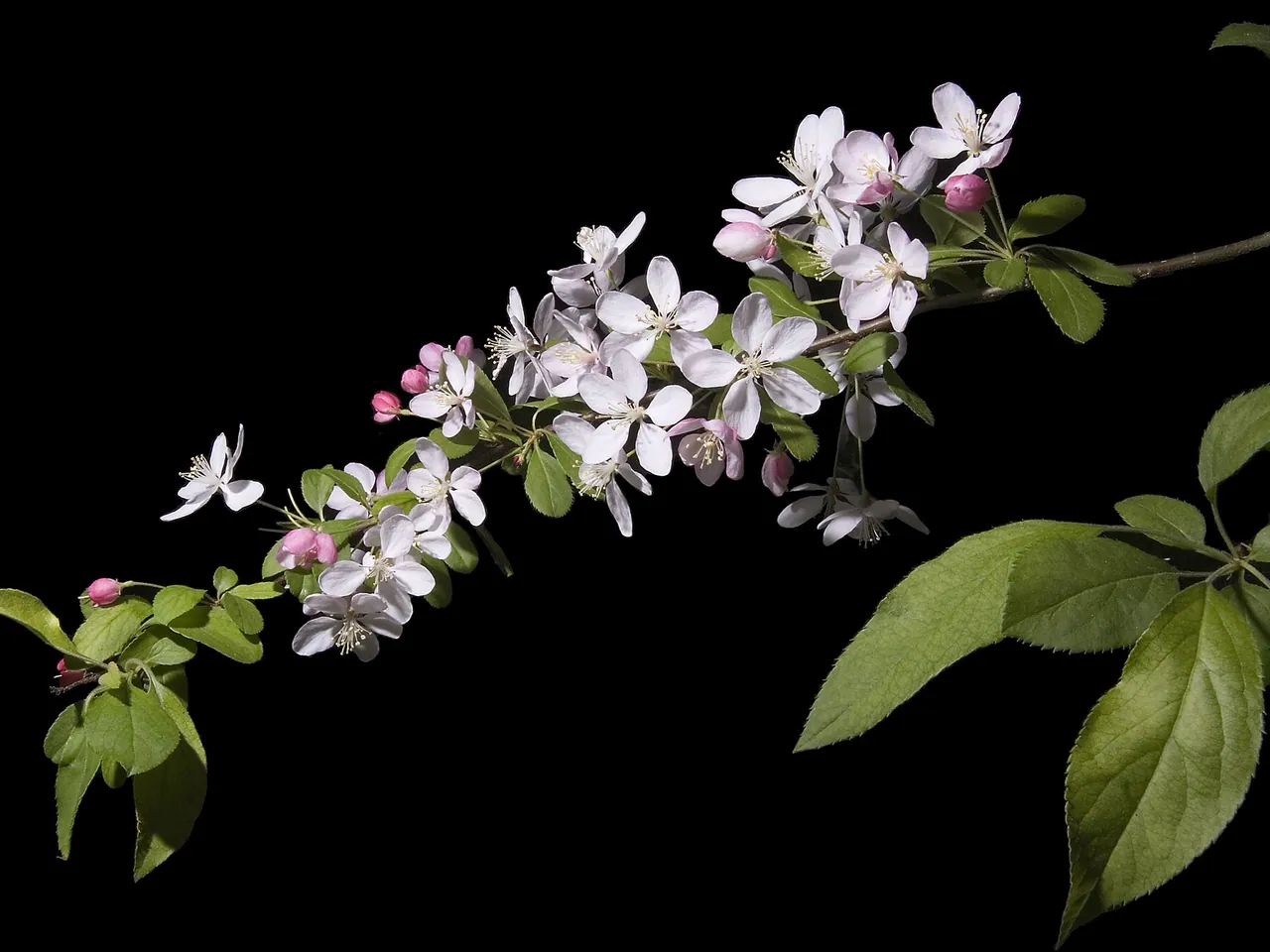 Japanese crab apple