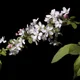 Japanese crab apple