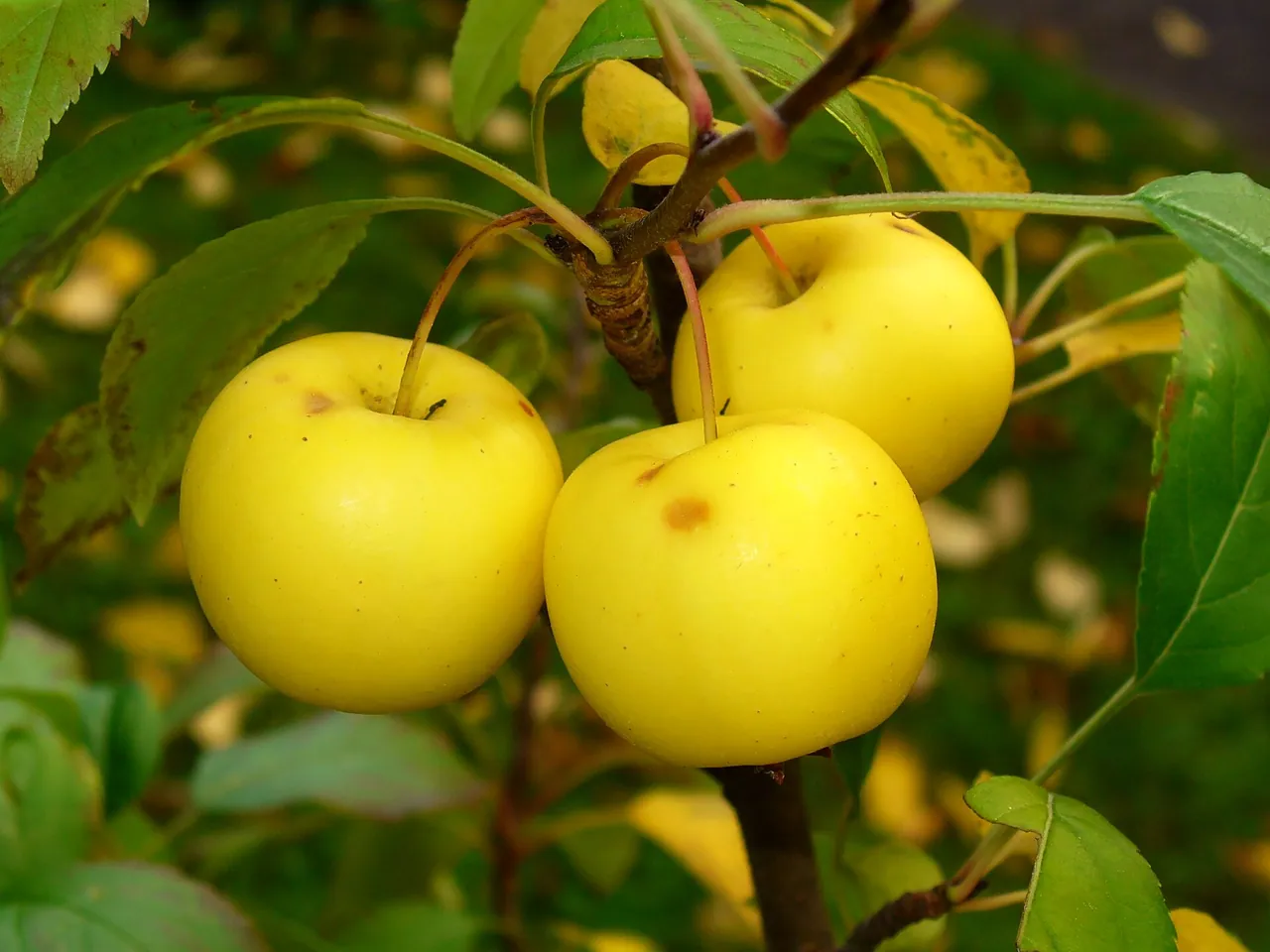 Crab apple