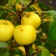 Crab apple