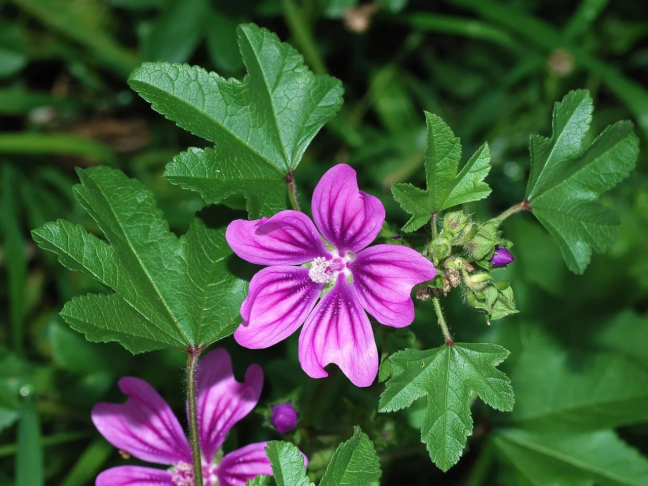 Common mallow