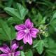 Common mallow