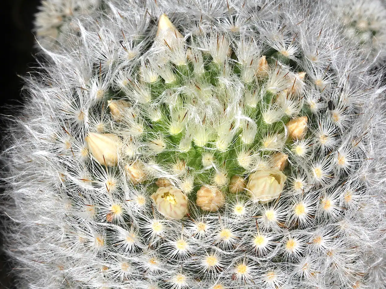 Mammillaria albicoma
