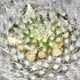 Mammillaria albicoma