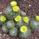 Mammillaria baumii