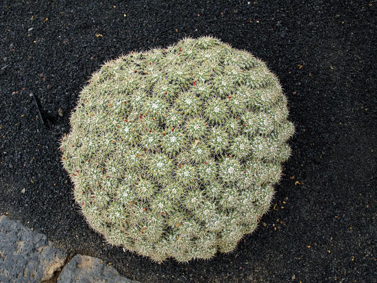 Mammillaria compressa