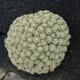 Mammillaria compressa
