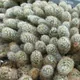 Mammillaria elongata