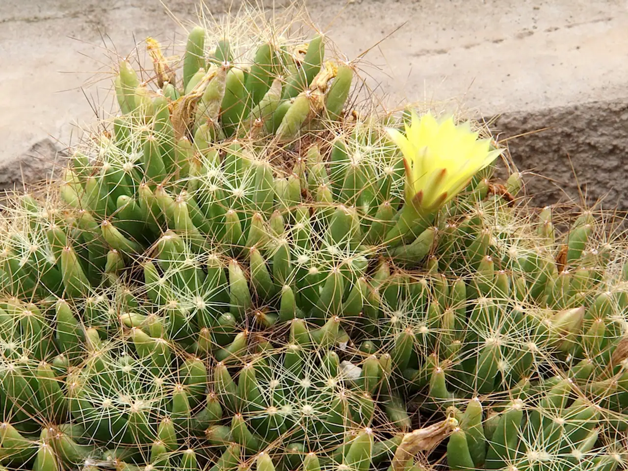 Mammillaria longimamma