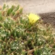 Mammillaria longimamma
