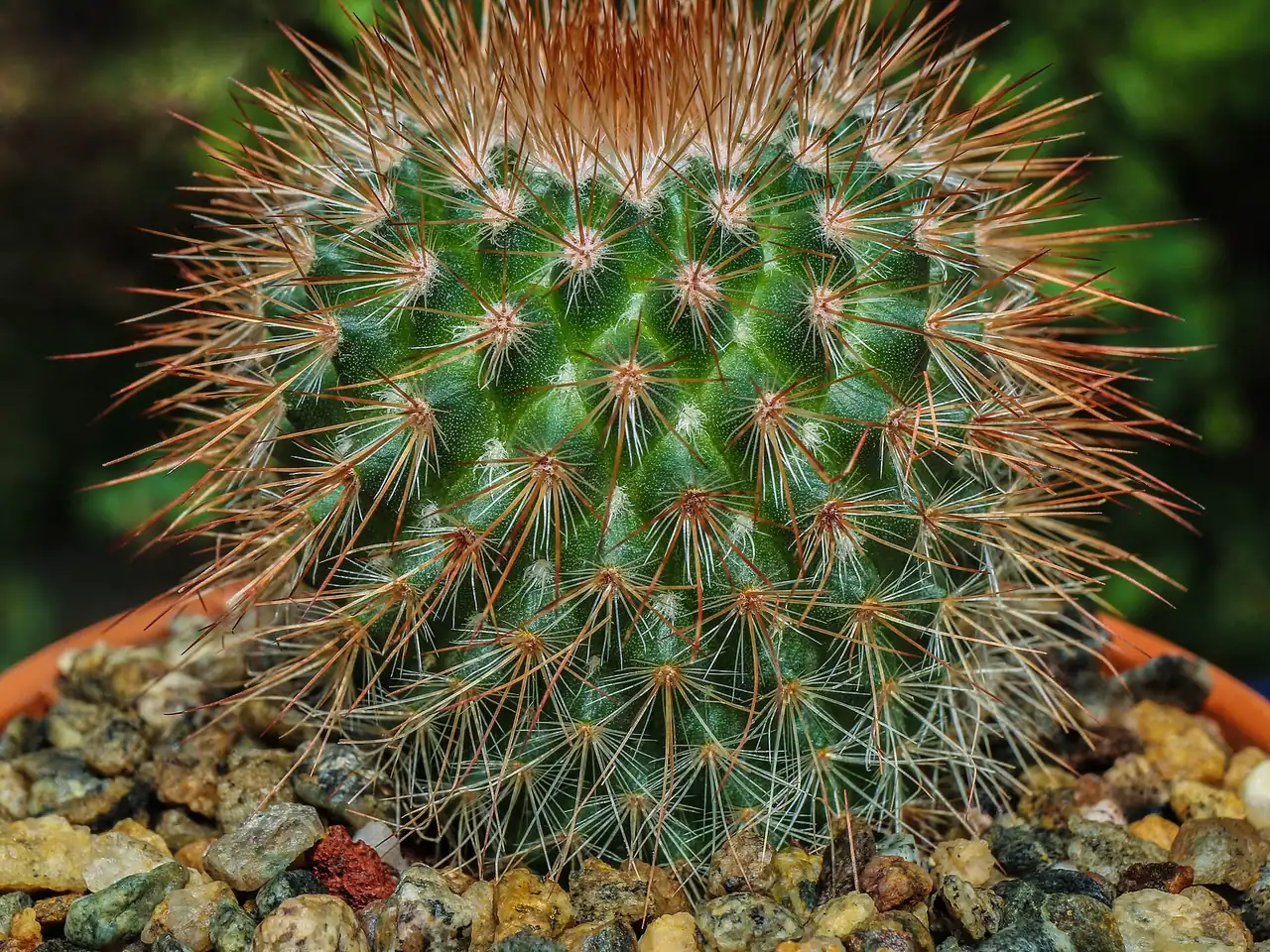 Mammillaria spinosissima