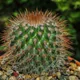 Mammillaria spinosissima