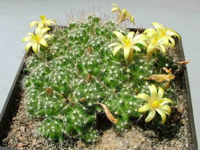 Mammillaria surculosa