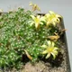 Mammillaria surculosa
