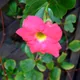 Mandevilla sanderi
