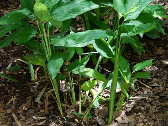 Arrowroot