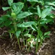 Arrowroot