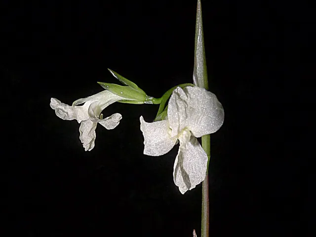 Maranta furcata