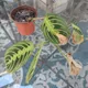 Prayer plant