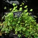 Marsilea quadrifolia