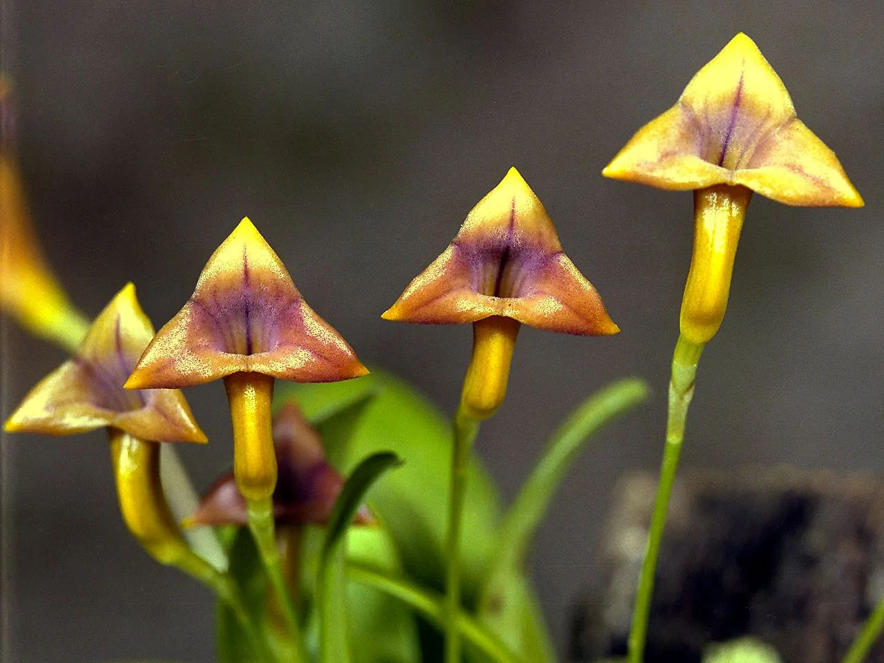 Masdevallia angulifera