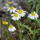 Blue chamomile