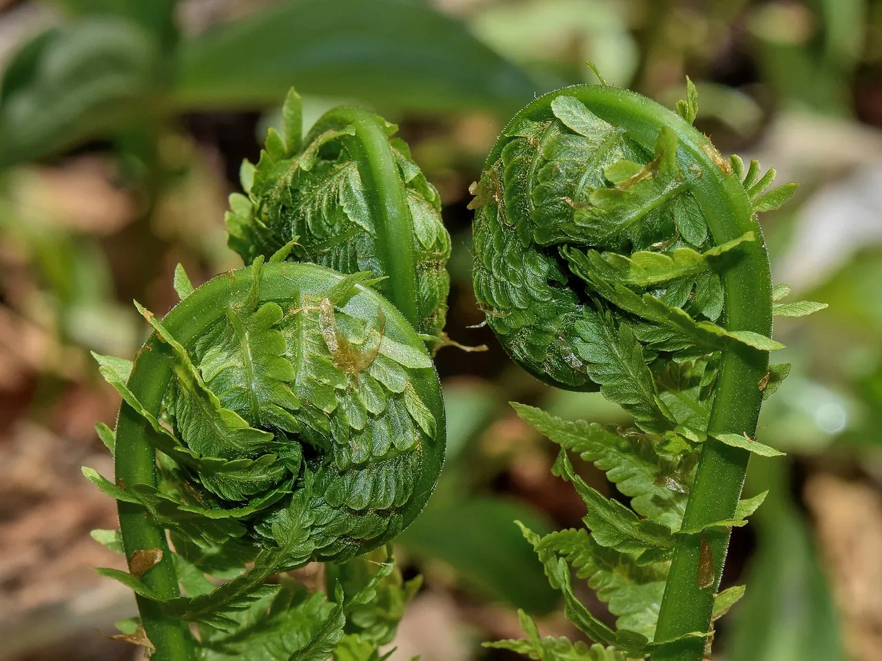 Ostrich fern