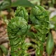 Ostrich fern