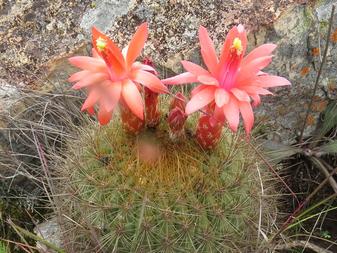 Matucana aurantiaca