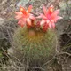 Matucana aurantiaca