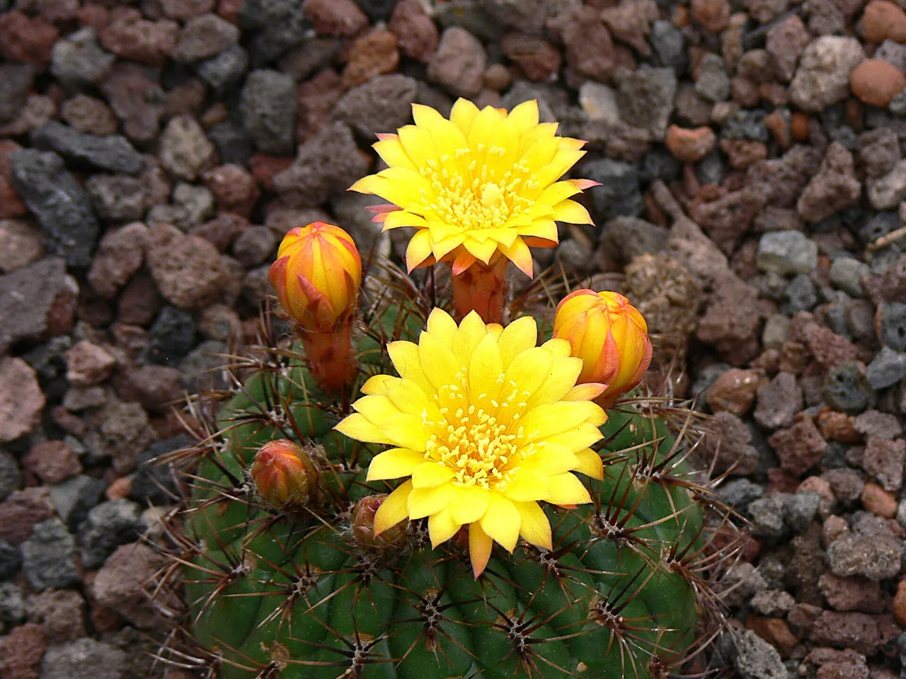 Matucana aureiflora