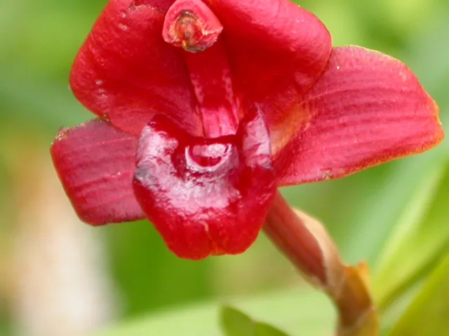 Flame Orchid