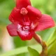 Flame Orchid