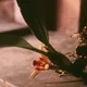 Maxillaria desvauxiana